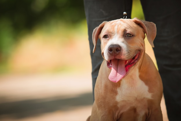 Retrato de um cachorro pitbull