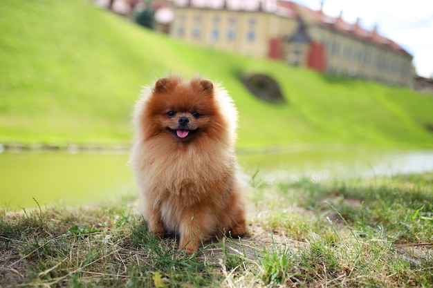 Retrato de um cachorro pomeranian bonito lá fora