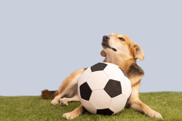 Retrato de um cachorro posando com a bola de futebol