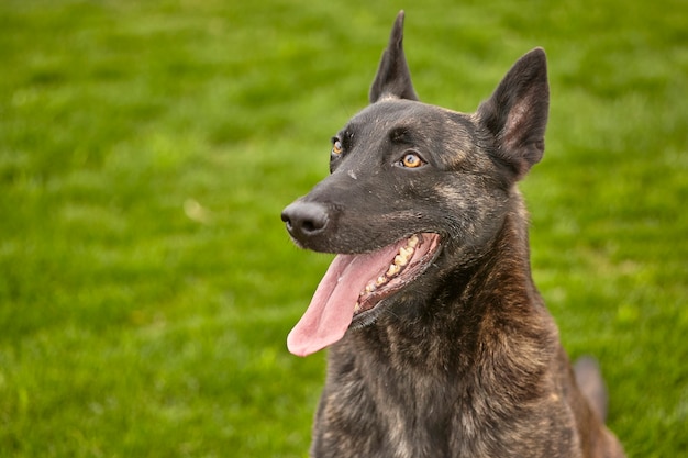 Retrato de um cachorro preto com o fundo de um prado