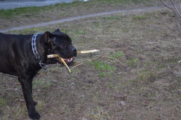 Retrato de um cachorro preto da raça Cane Corso em uma caminhada