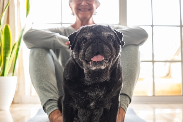 Retrato de um cachorro preto velho olhando para a câmera Mulher idosa sentada no chão para praticar ioga