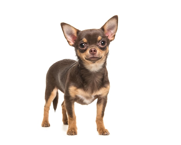 Foto retrato de um cachorro sentado contra um fundo branco