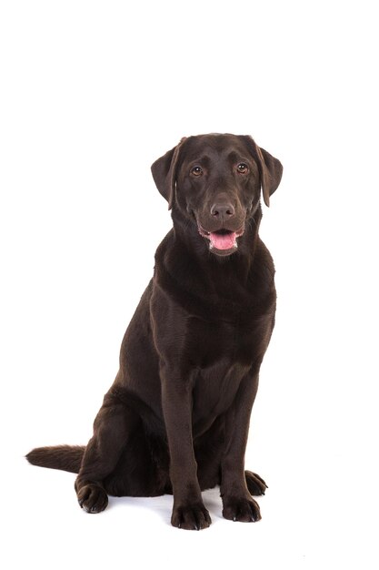 Retrato de um cachorro sentado contra um fundo branco