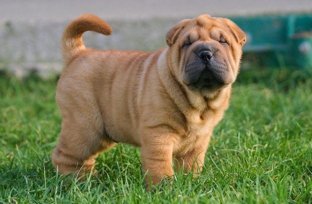 Retrato de um cachorro shar pei dog ao ar livre.