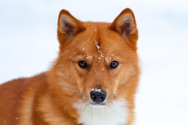 Retrato de um cachorro Shiba Inu na neve Close-up