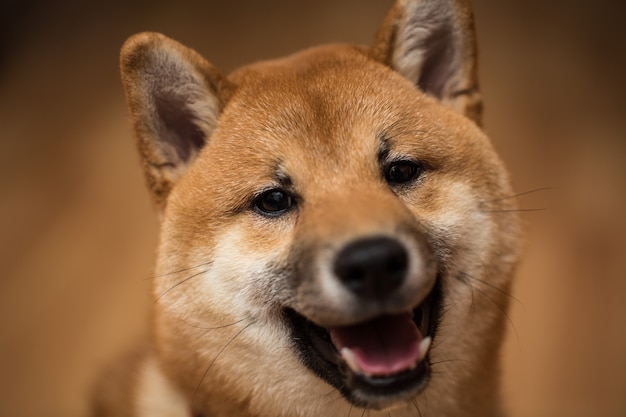 Retrato de um cachorro Shiba Inu, vista frontal