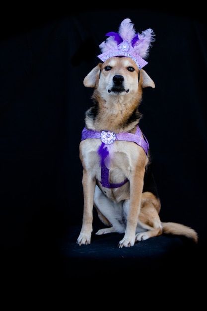 Retrato de um cachorro vestido para o carnaval, com penas, lantejoulas e brilhos em um fundo preto