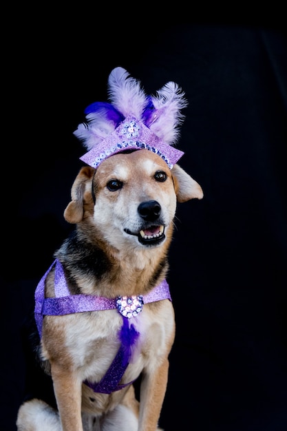 Retrato de um cachorro vestido para o carnaval, com penas, lantejoulas e brilhos em um fundo preto