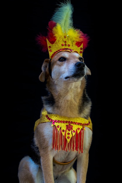 Retrato de um cachorro vestido para o carnaval, com penas, lantejoulas e brilhos em um fundo preto