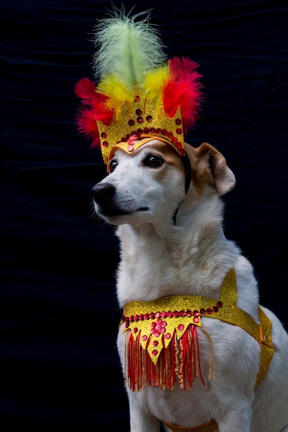 Retrato de um cachorro vestido para o carnaval, com penas, lantejoulas e brilhos em um fundo preto