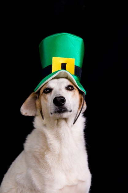 Retrato de um cachorro vira-lata com chapéu do Dia de São Patrício