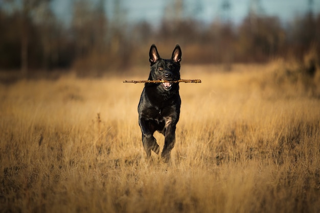 Retrato de um cachorro vira-lata preto grande e fofo com uma vara nos dentes caminhando em um prado de outono