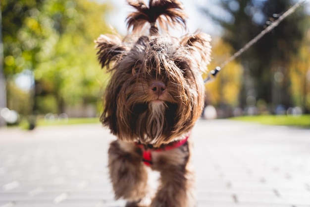 Retrato de um cachorro yorkshire terrier fofo no parque