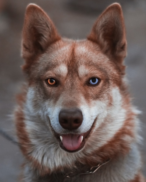 retrato de um cachorro