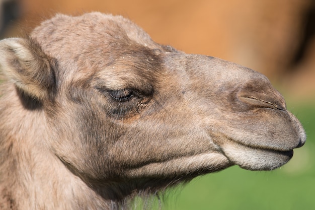 Retrato de um camelo.