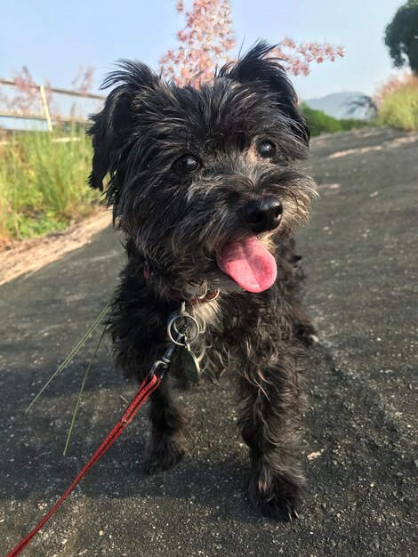 Retrato de um cão a caminhar na estrada