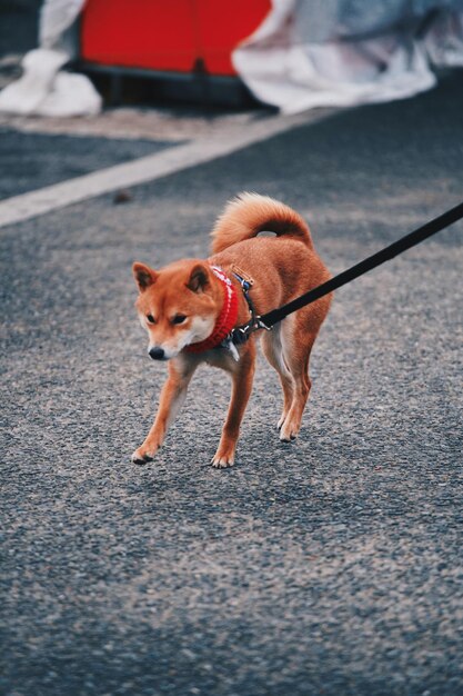 Foto retrato de um cão a caminhar pela cidade