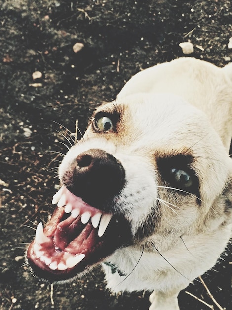 Foto retrato de um cão a rosnar