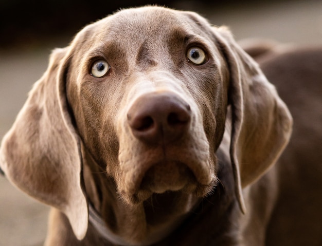 Foto retrato de um cão alemão weimaraner