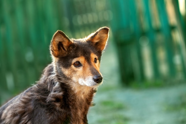 Retrato de um cão ao ar livre perto de uma cerca de madeira verde