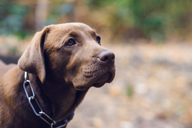 Retrato de um cão ao ar livre