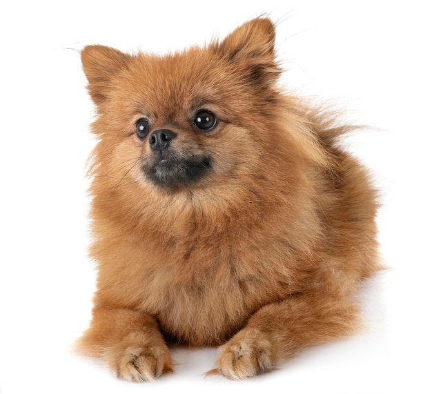 Retrato de um cão bonito contra um fundo branco