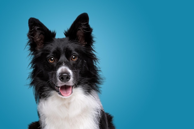 Retrato de um cão border collie preto e branco