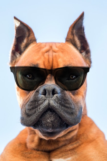 Retrato de um cão boxer da raça com óculos escuros close up