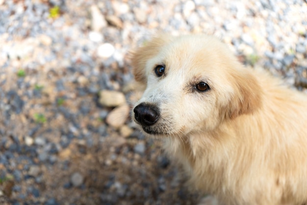 Retrato de um cão branco da rua em Tailândia. Cachorro tropical