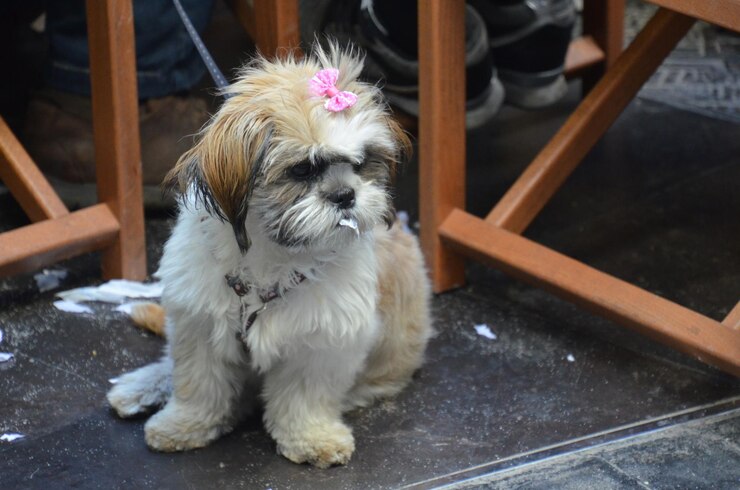 Foto retrato de um cão branco