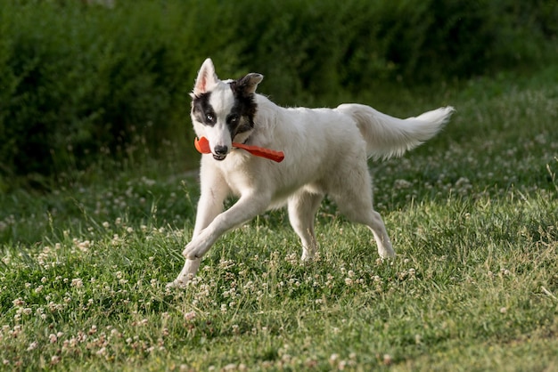 Retrato de um cão carregando um brinquedo na boca em um campo de grama