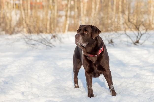 Retrato de um cão chocolate labrador retriever sentado na neve Lindo cão adorável de cor marrom Closeup ao ar livre Luz do dia Conceito de treinamento de obediência de educação de cuidados criando animais de estimação