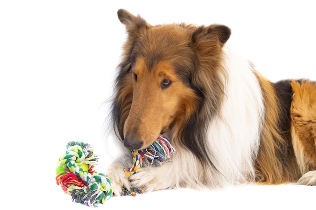 Foto retrato de um cão collie áspero brinquedos de fios isolados no fundo branco