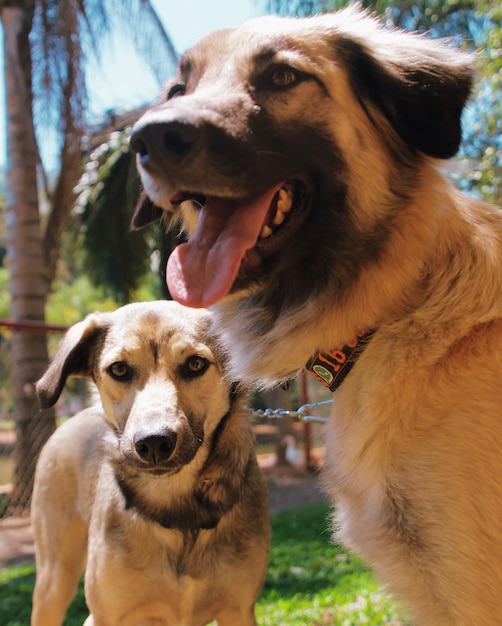 Foto retrato de um cão com a língua fora