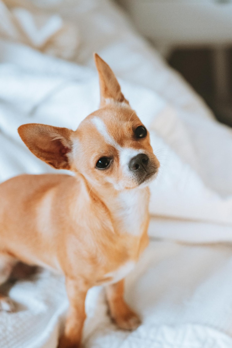 Foto retrato de um cão com olhos bonitos