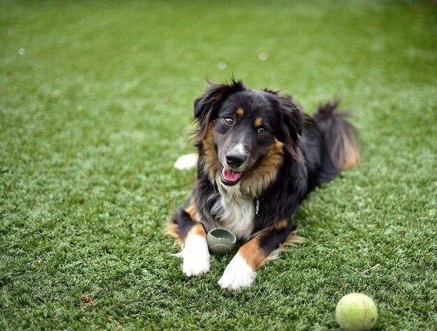 Retrato de um cão com uma bola no campo