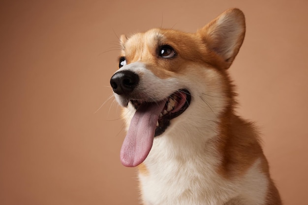 retrato de um cão corgi em close-up com a língua pendurada em um fundo marrom