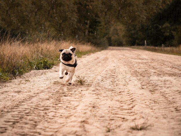 Foto retrato de um cão correndo em uma estrada de terra