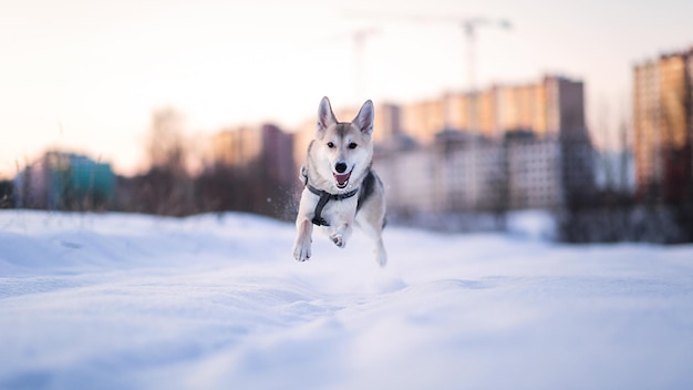 Retrato de um cão correndo na neve