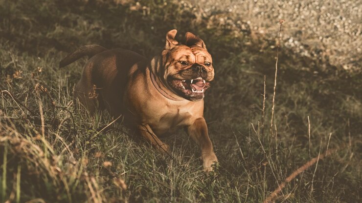 Foto retrato de um cão correndo no campo