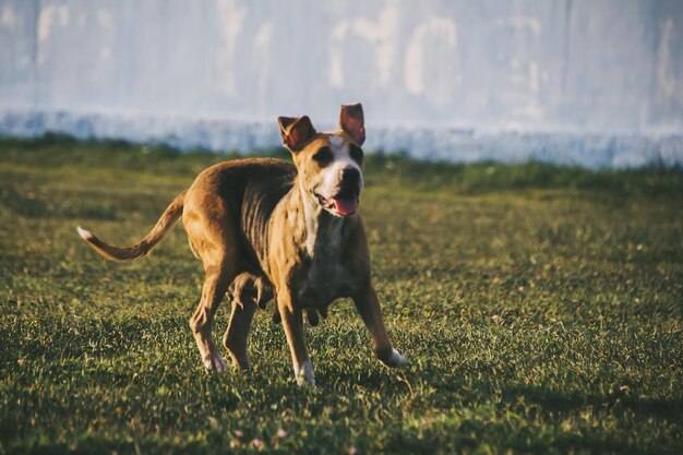 Retrato de um cão correndo no campo