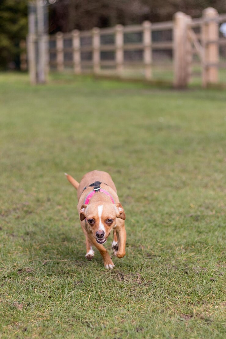 Foto retrato de um cão correndo no campo