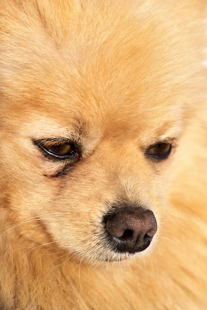 Retrato de um cão da Pomerânia com pelo amarelo