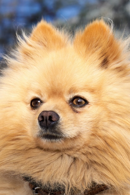 Retrato de um cão da Pomerânia com pelo amarelo