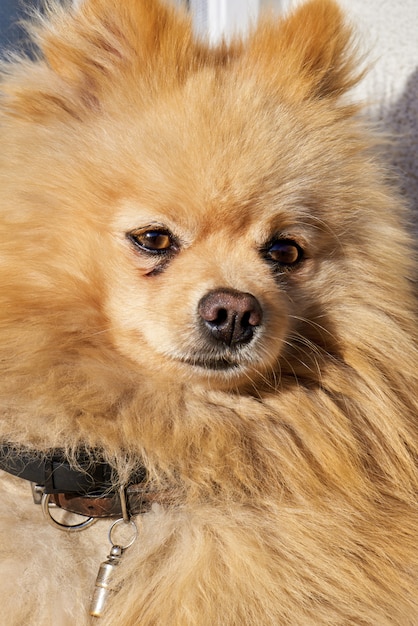 Retrato de um cão da Pomerânia com pelo amarelo