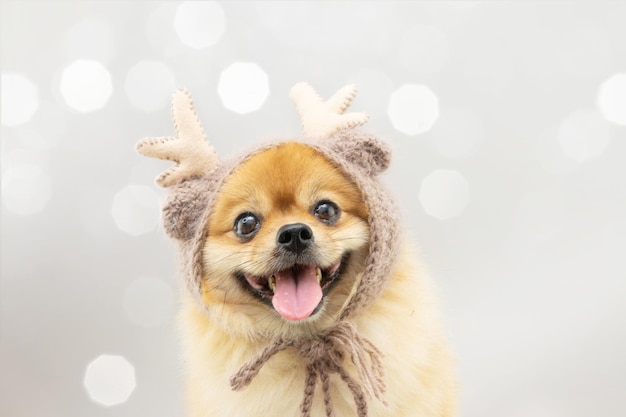 Retrato de um cão da Pomerânia fofinho celebrando o Natal vestindo uma fantasia de rena