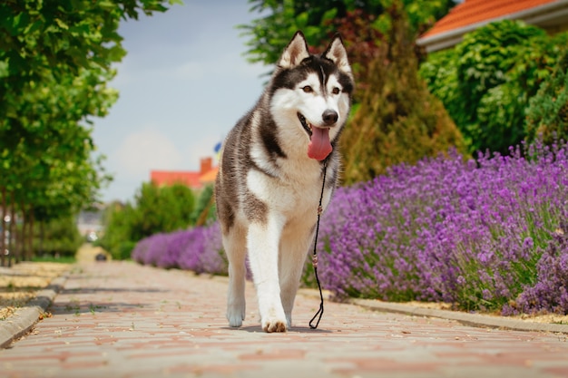 Retrato de um cão da raça Husky siberiano.