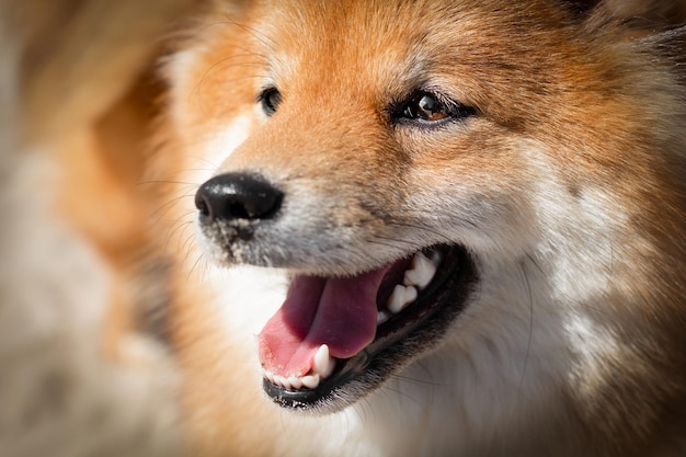 Retrato de um cão da raça Shiba Inu japonês Cão vermelho com lindos olhos