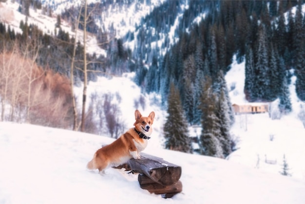 Foto retrato de um cão da raça welsh corgi pembroke contra o fundo das montanhas nevadas de inverno kimasar desfiladeiro com bela floresta de abetos em almaty, cazaquistão